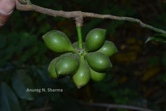 Artabotrys hexapetalus